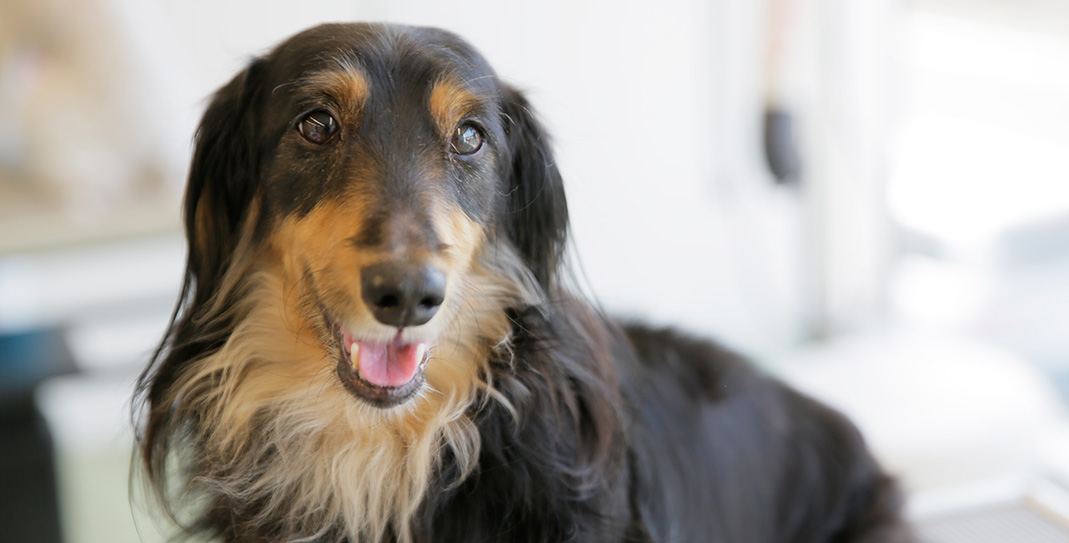 動物病院サンペットクリニック