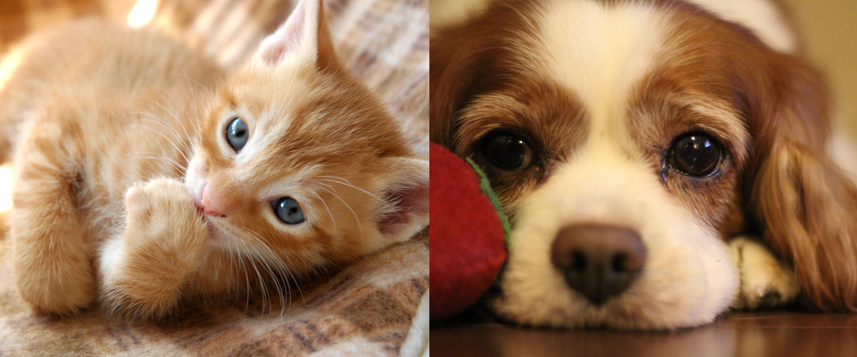 甲南ペットクリニック