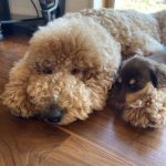 いいだ動物病院