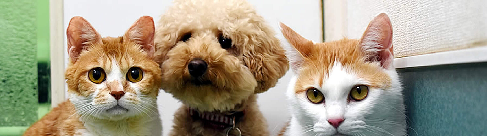 クレッセ動物病院