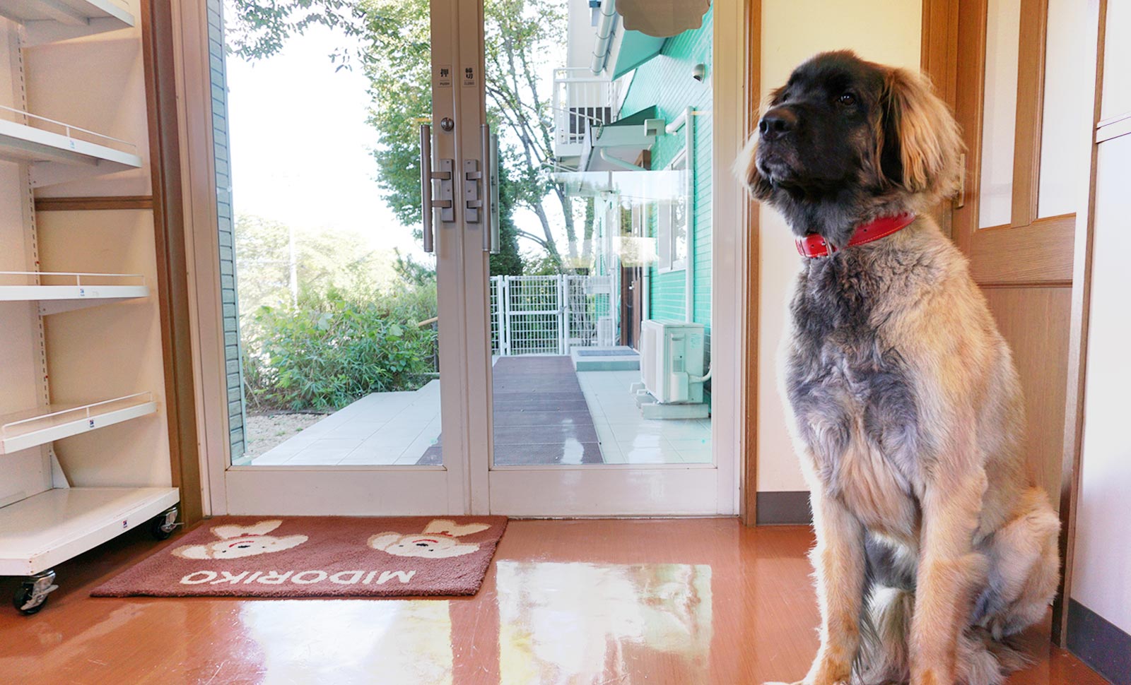 みどり湖動物病院