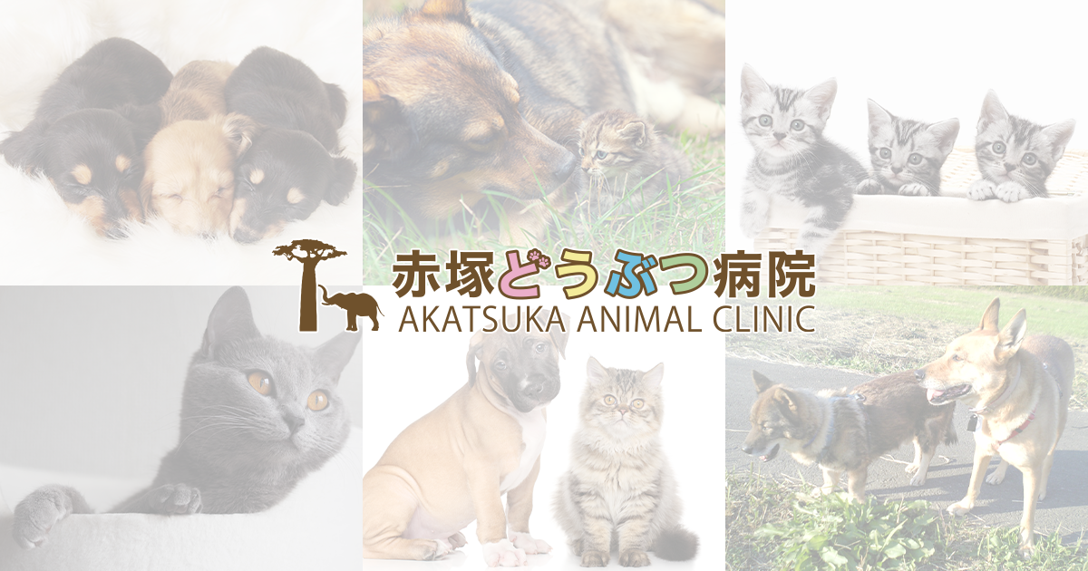 赤塚どうぶつ病院