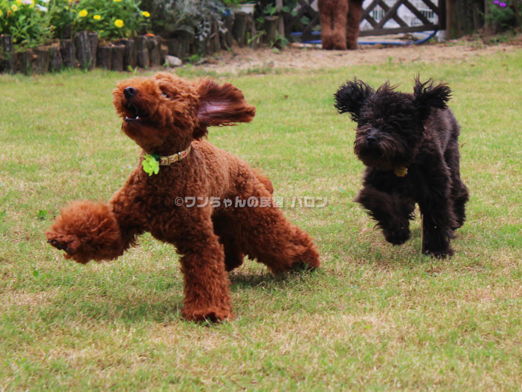 ワンちゃんの民宿バロン