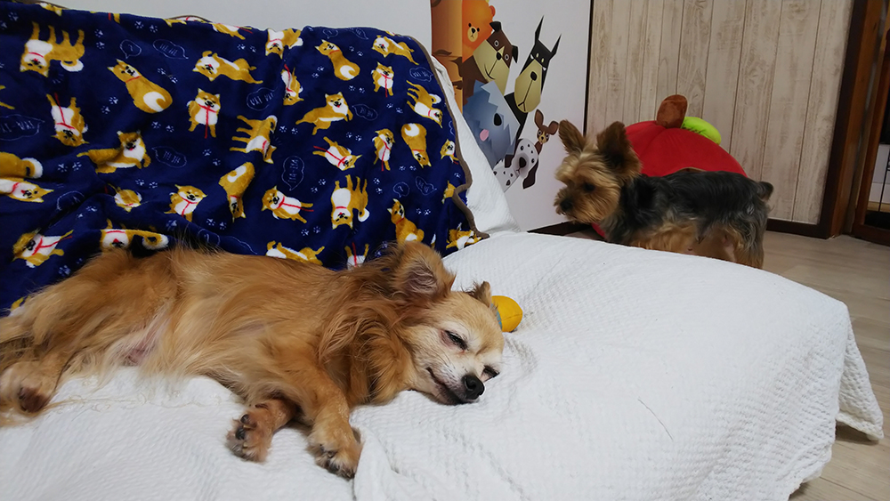 わんダフル・ライ...