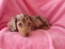 ペットサロンおおさわ