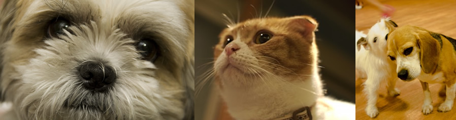 東加古川ペットクリニック