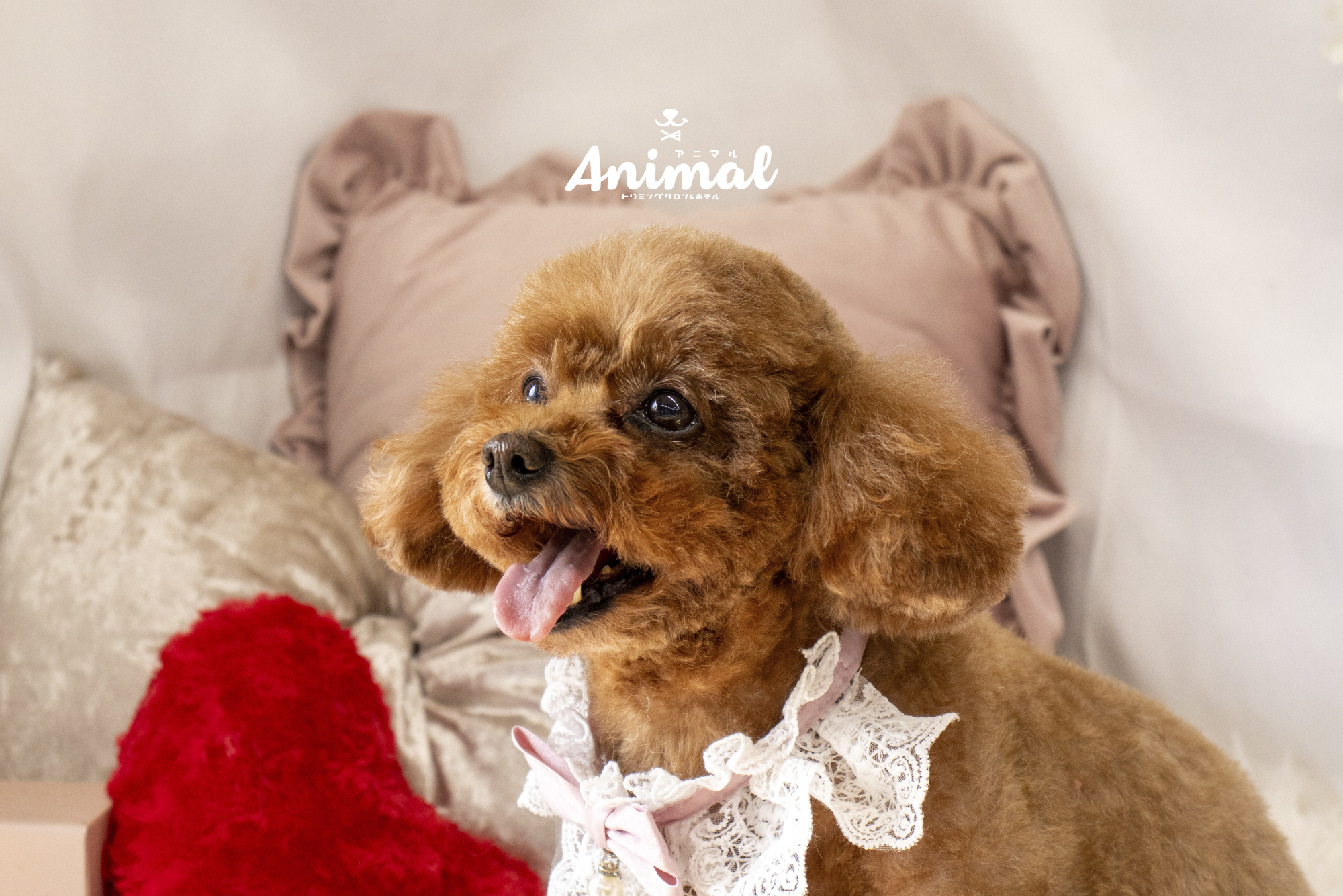 トリミングサロン&amp;...