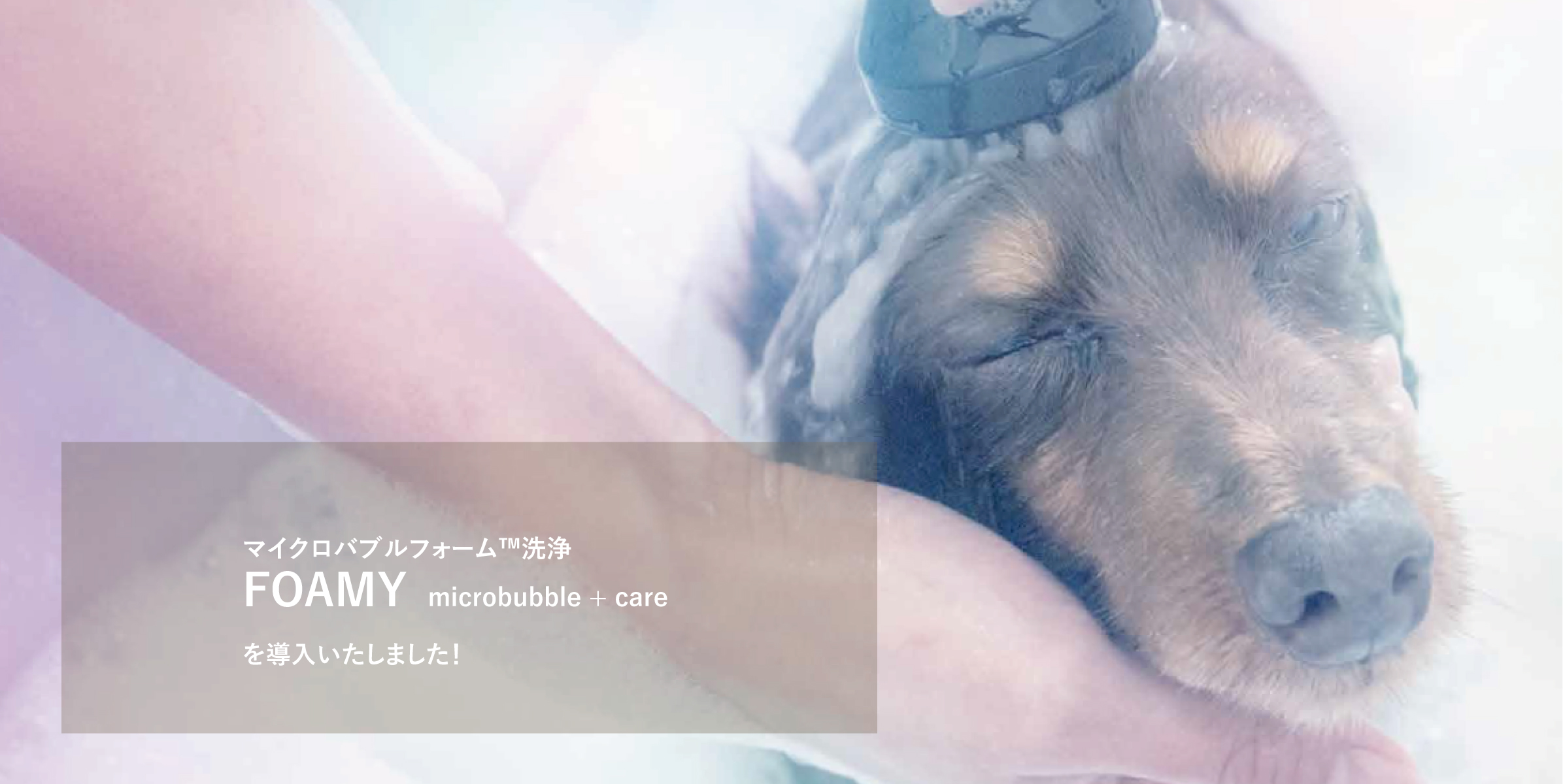 トリミング&amp;ケアサ...