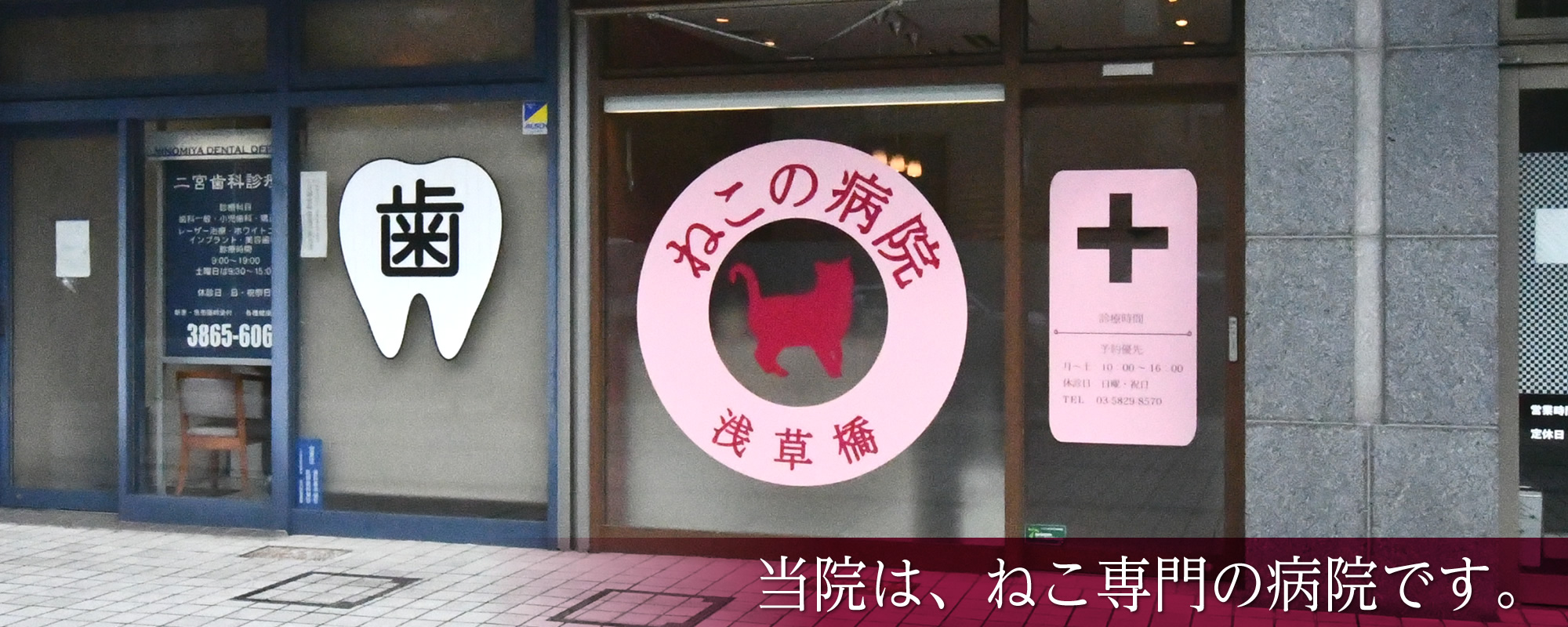 浅草橋ねこの病院