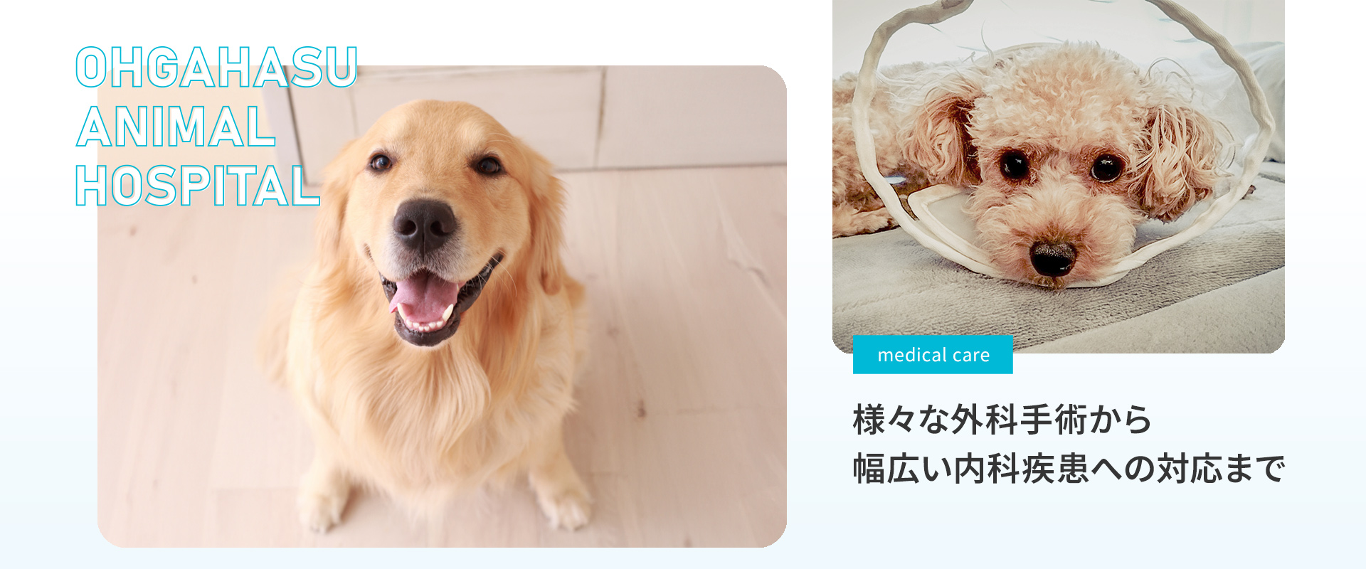 おおがはす動物病院