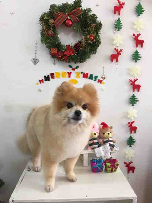 ペットサロンエルモ