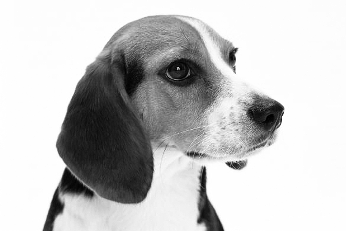 えびす動物クリニック