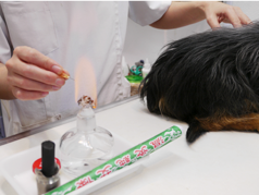 こうご動物病院