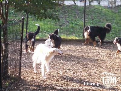 湯川ふるさと公園 ドッグラン