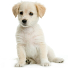 鈴木どうぶつ病院