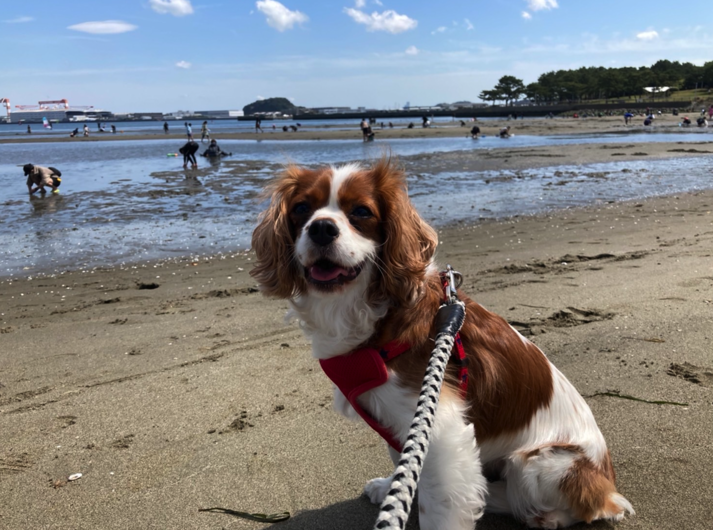 海の公園どうぶつ病院