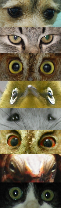 那覇獣医科病院