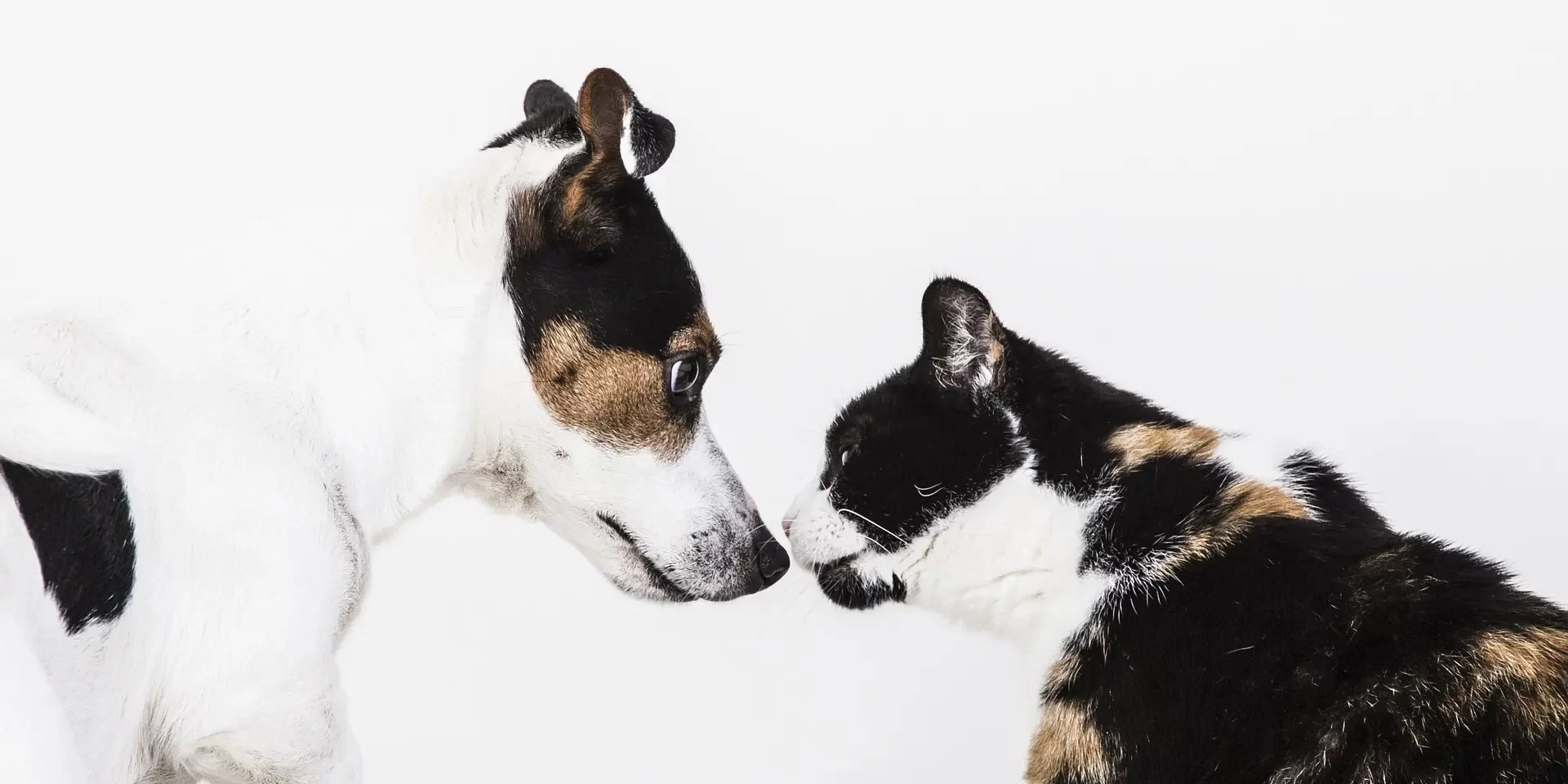 エンジェル動物病院