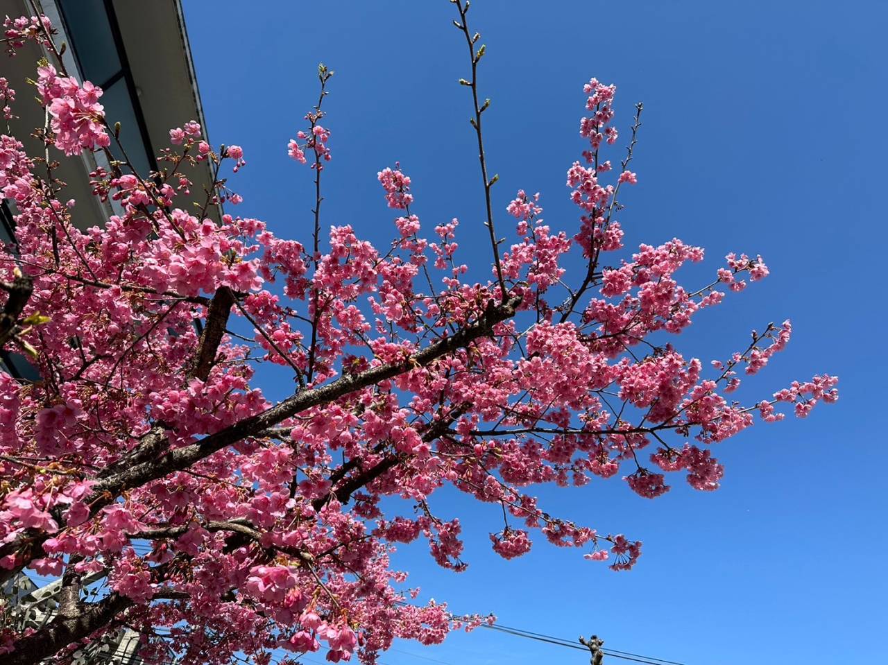 高島平手塚動物病院