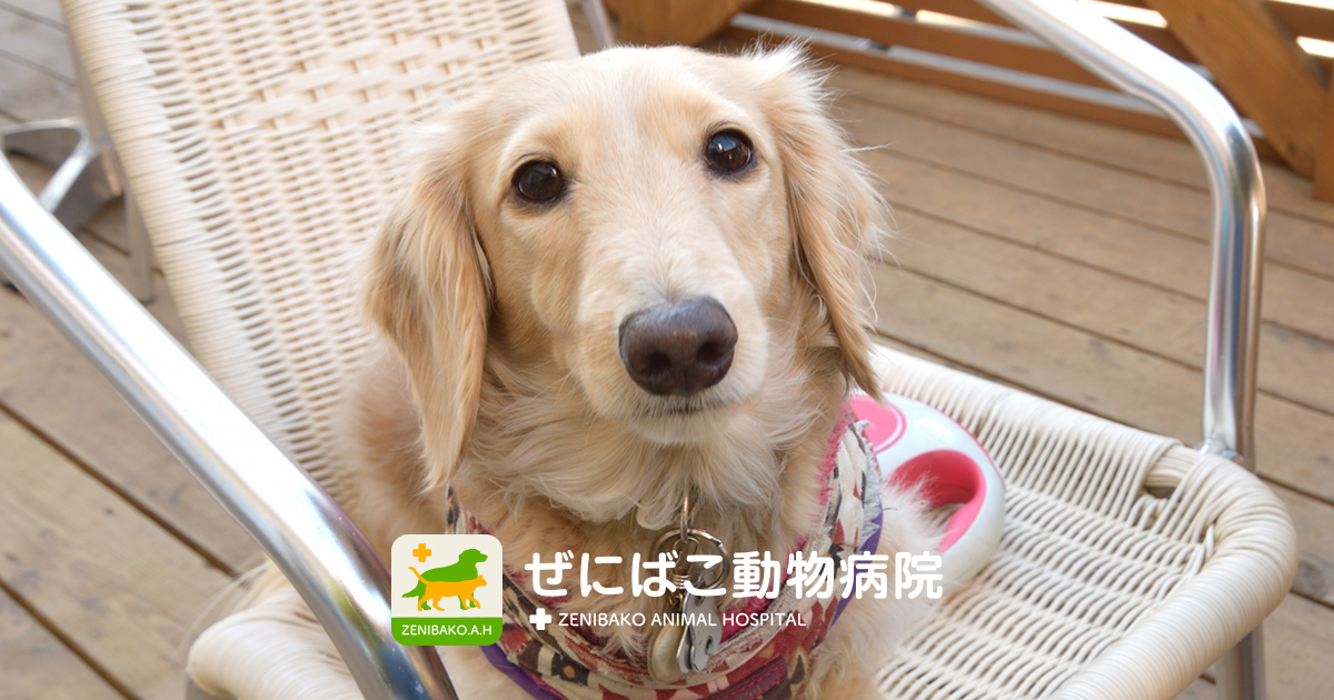 ぜにばこ動物病院