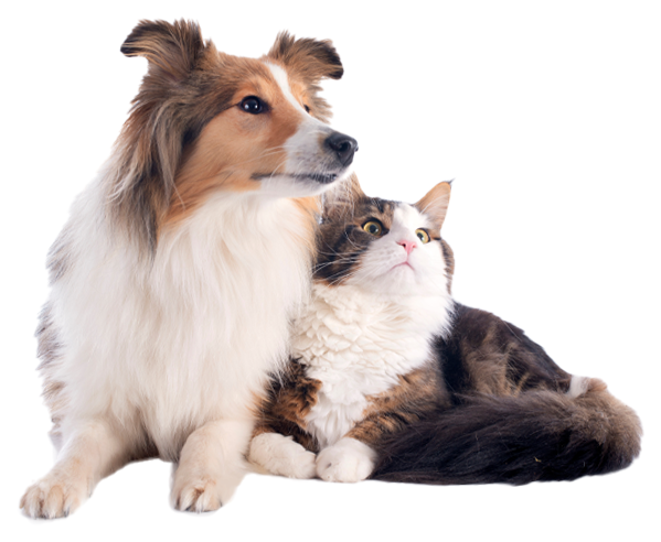 久喜夜間救急どうぶつ病院