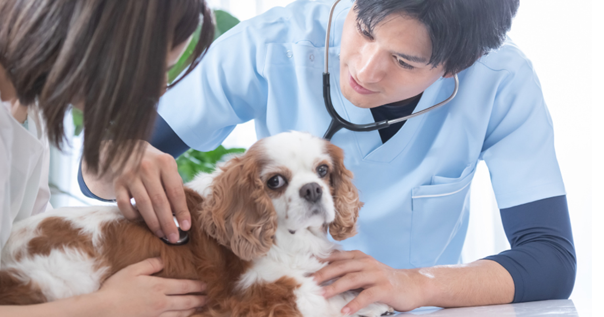 守谷どうぶつ病院