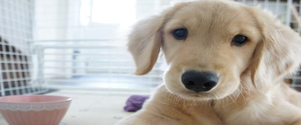 ペットホテルドッ...