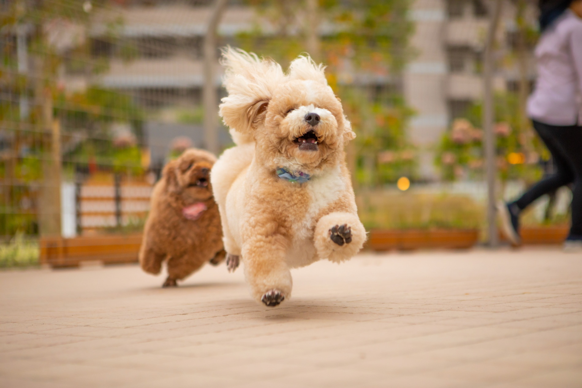 ドッグサロン ドルチェ香椎店