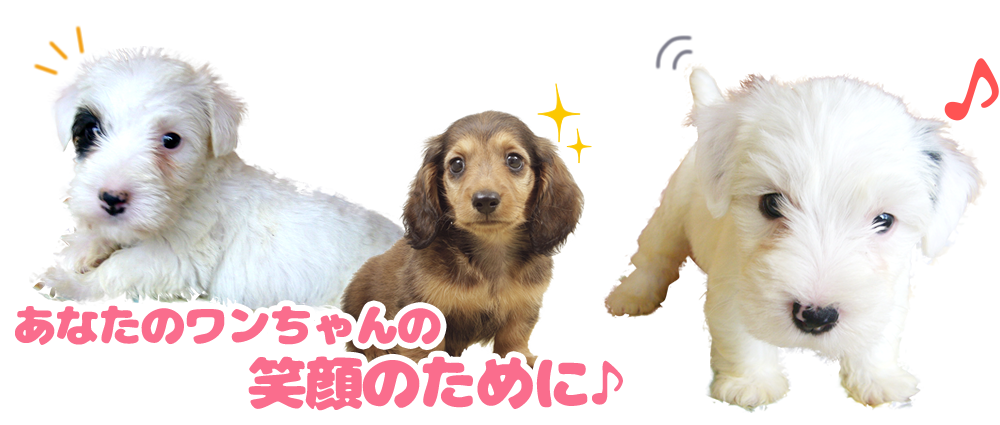 犬の床屋わんず