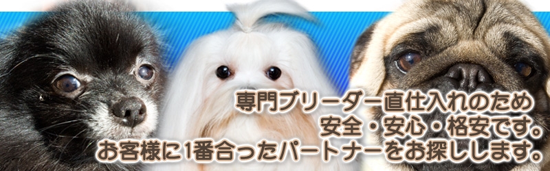 ペットハウスぷろぺら