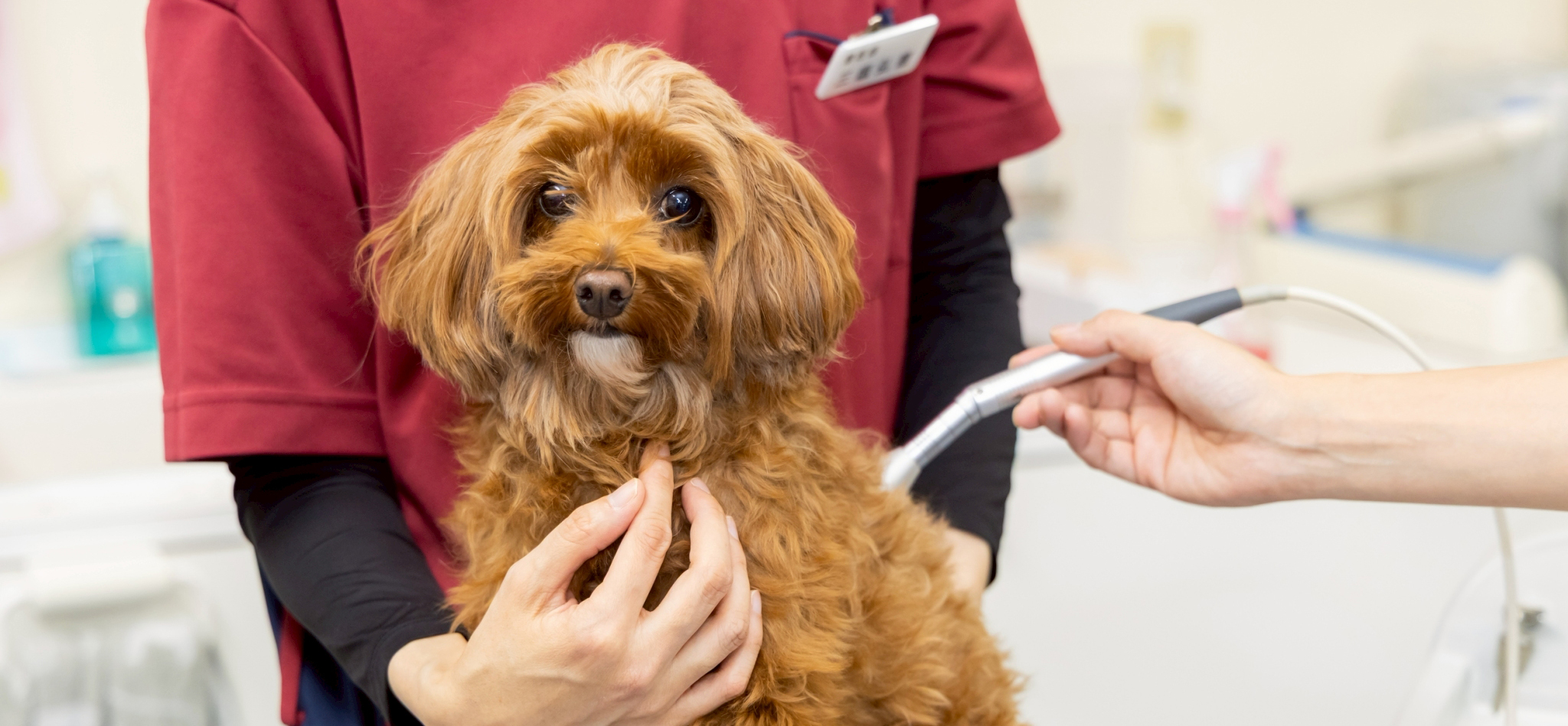 札幌総合動物病院 新さっぽろ病院