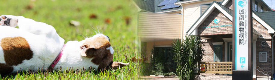 城南動物病院
