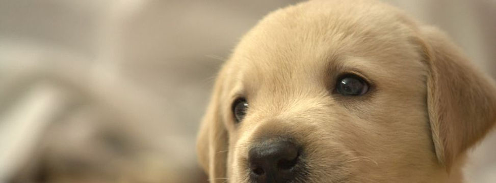 アルタム動物病院