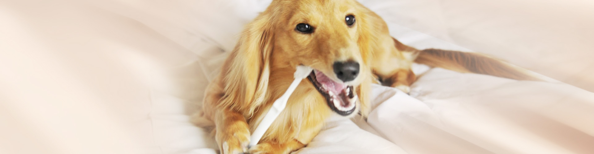 つきのわ動物病院