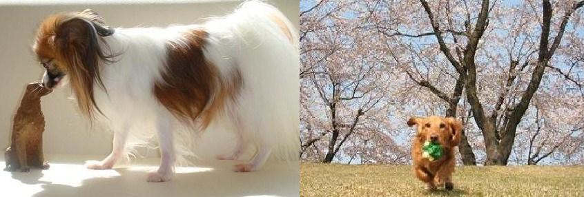 みはらペットクリニック