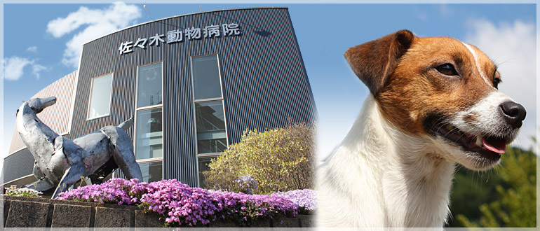 佐々木動物病院