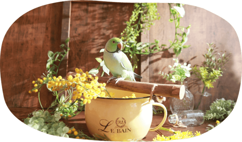 ことりのおうち ～触れあいインコカフェ～