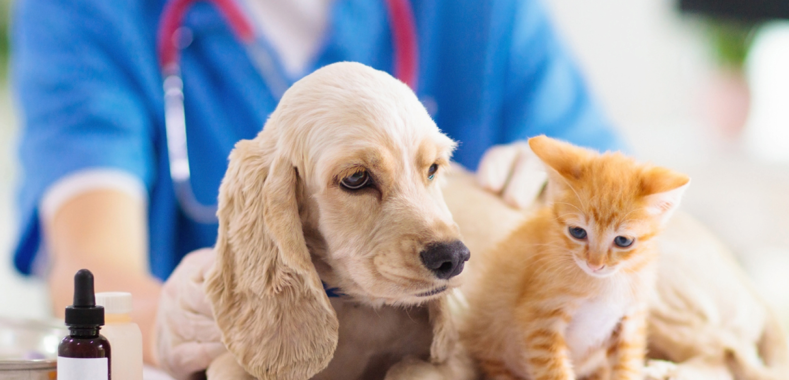 立川オハナ動物病院