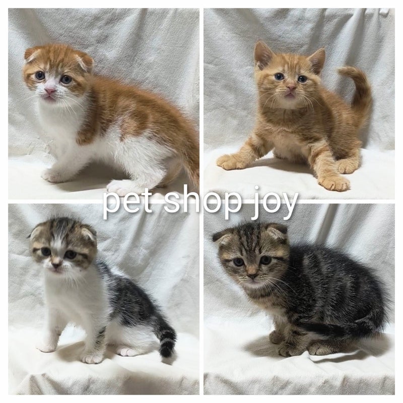 ペットショップジョイ