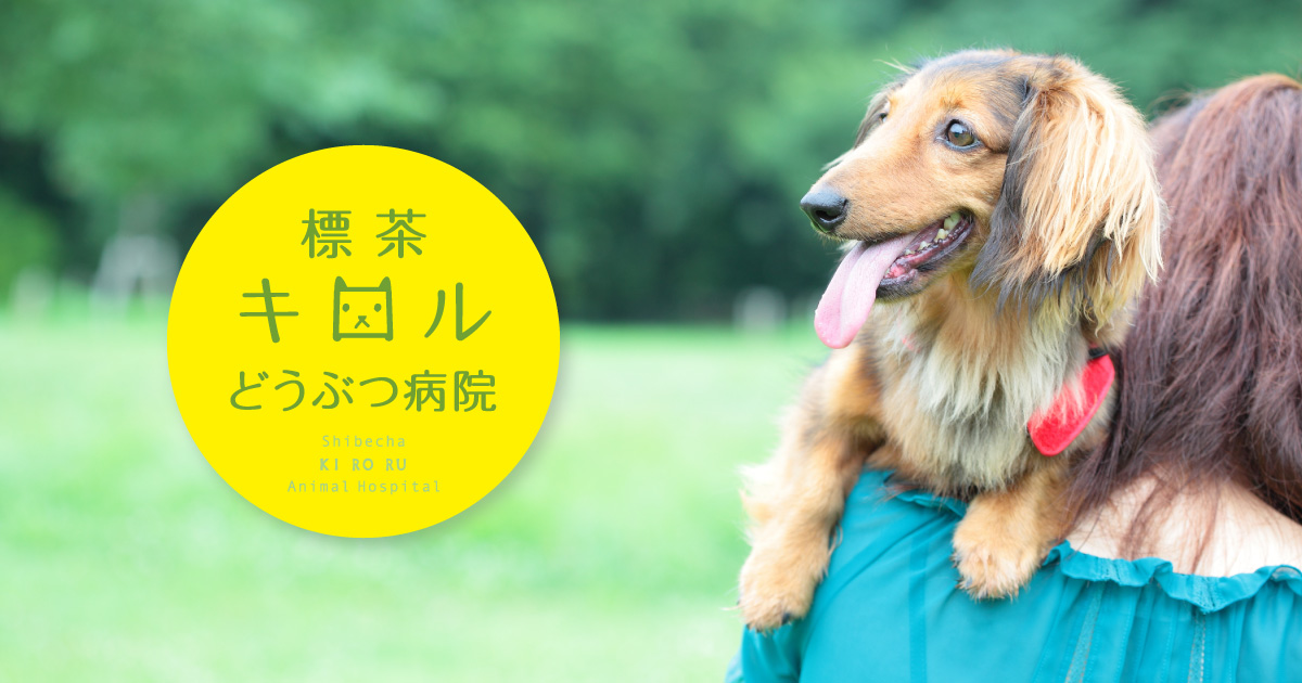 標茶キロルどうぶつ病院