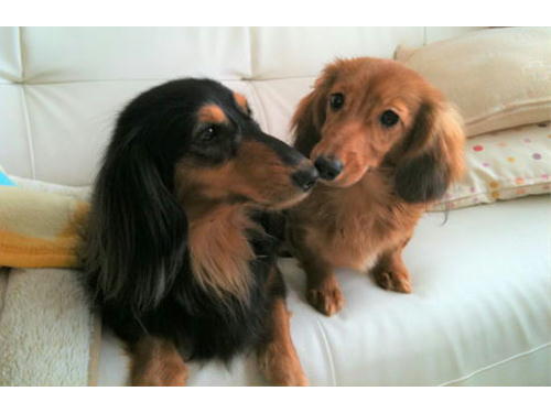 センチュリーペット伊達店