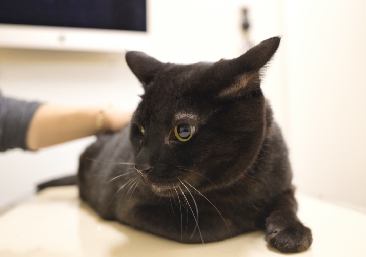 なみかわ動物病院