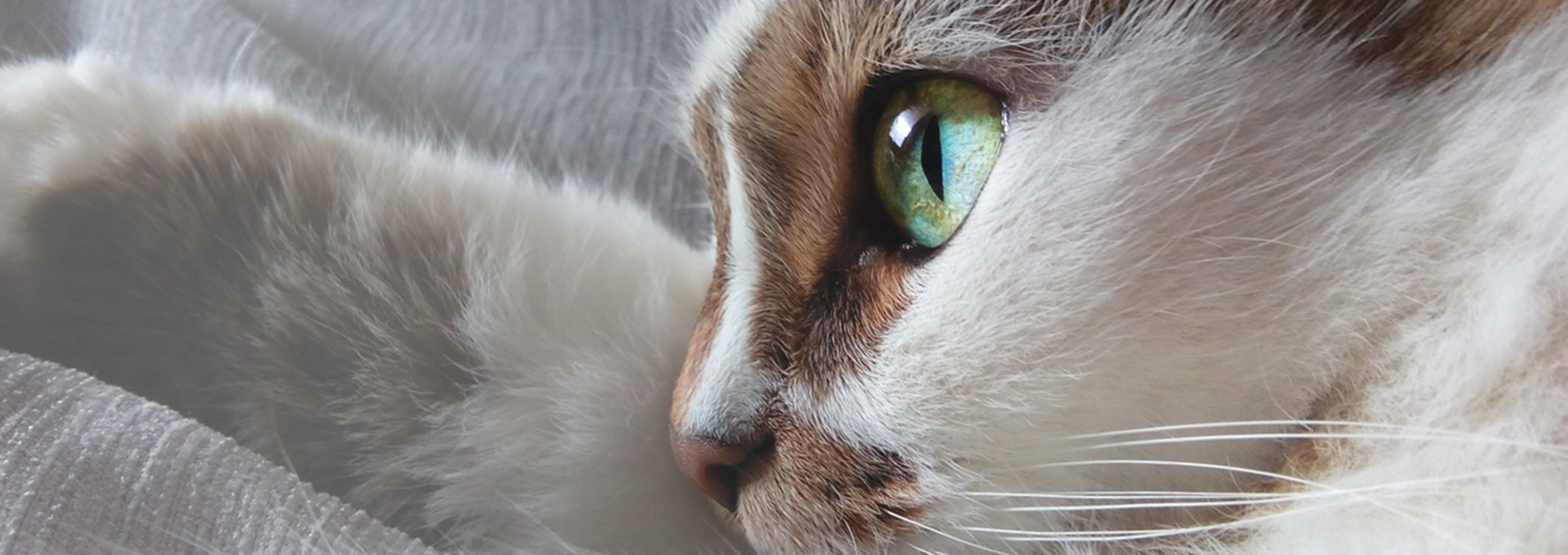 わたなべ動物病院