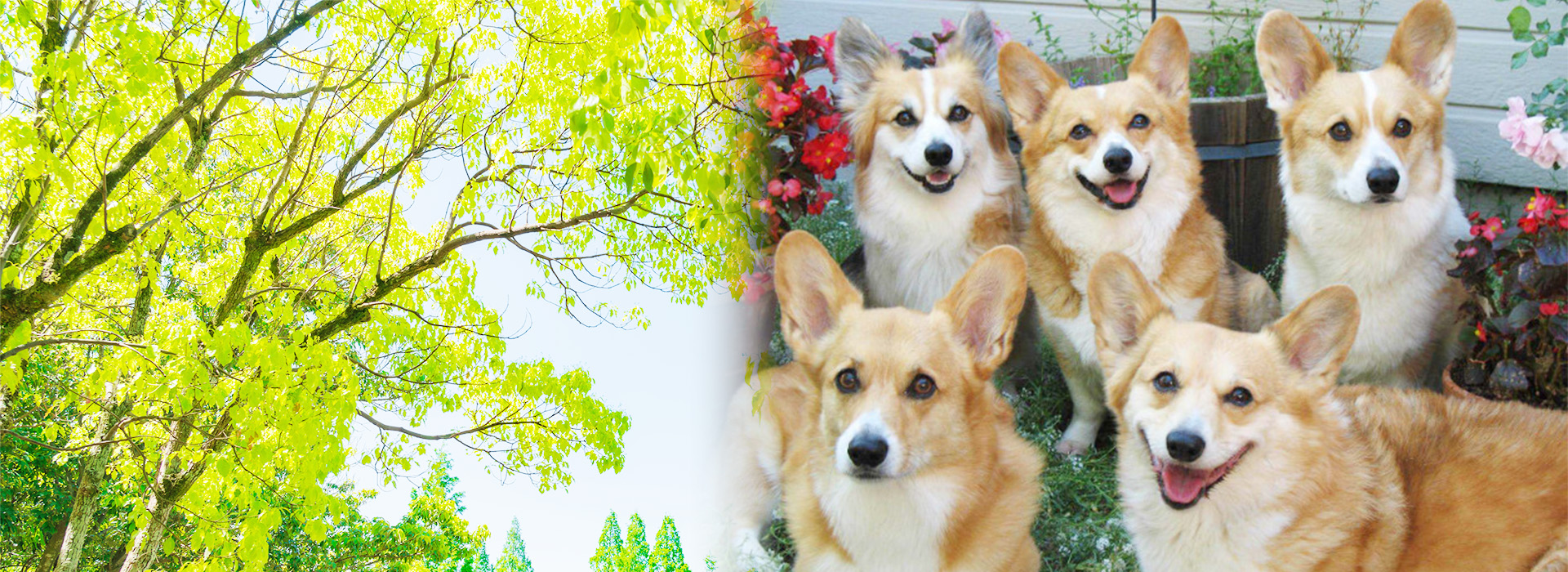 エヴァ動物病院