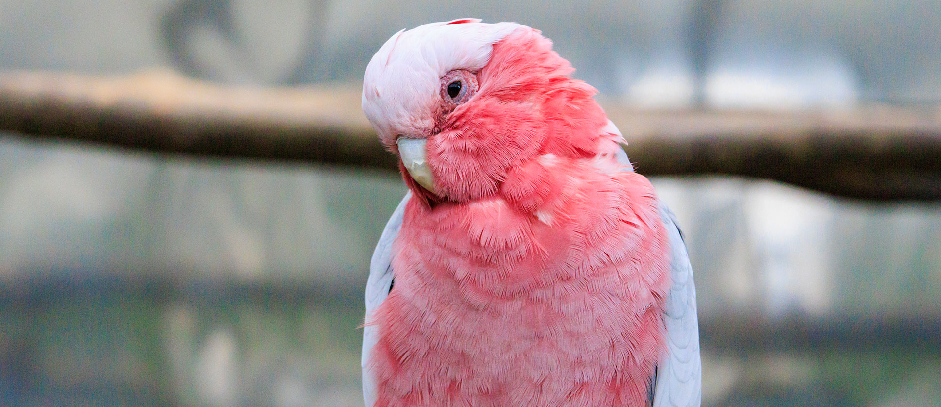 みずかみ犬猫鳥の病院