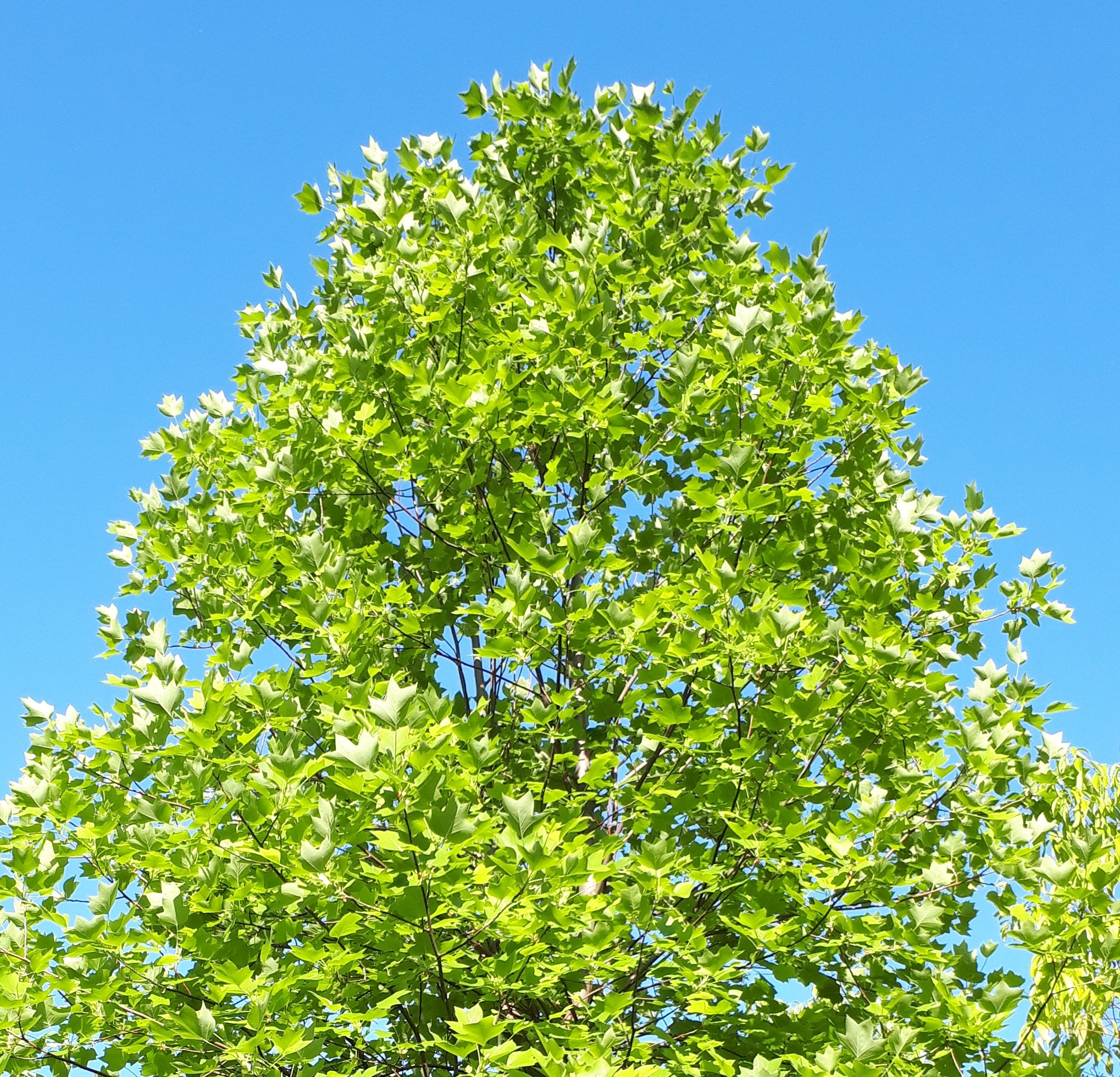 ゆりの木動物病院