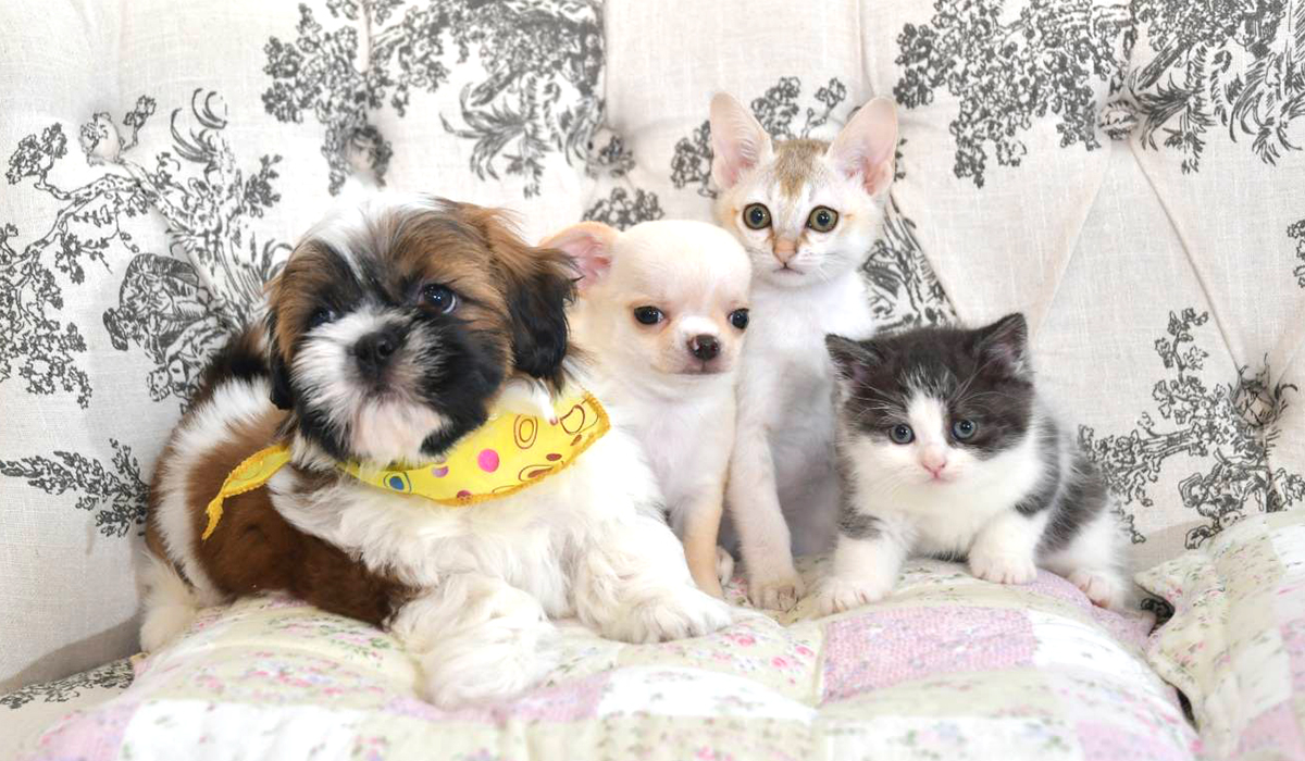 ねこハナいぬハナ