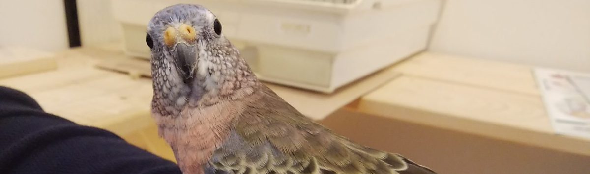 きいれ動物病院