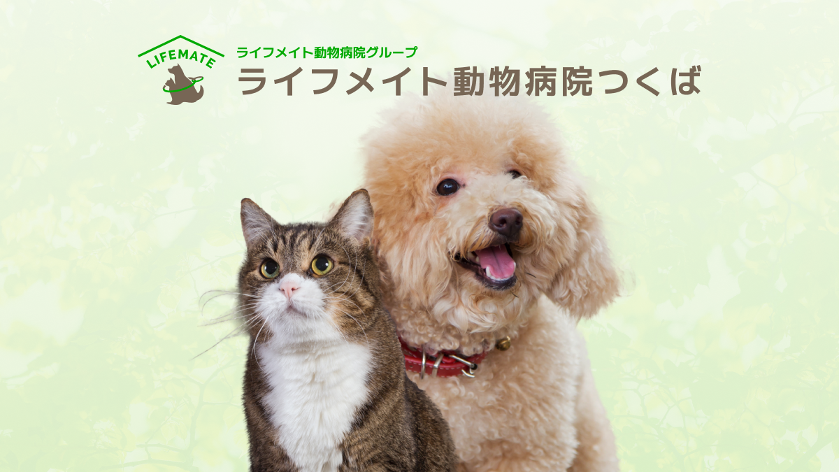 ライフメイト動物病院つくば
