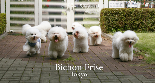 ＤｏｇＳａｌｏｎＭａｈａｌｏ